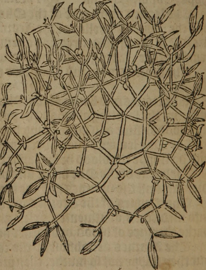 An illustration from A nievve herball, or Historie of plantes : wherein is contayned the whole discourse and perfect description of all sortes of herbes and plantes : their divers & sundry kindes ... and that not onely of those whiche are here growyng in this our countrie of Englande, but of all others also of forrayne realmes commonly used in physicke ; first set foorth in the Doutche or Almaigne tongue, 1578, leaf 773