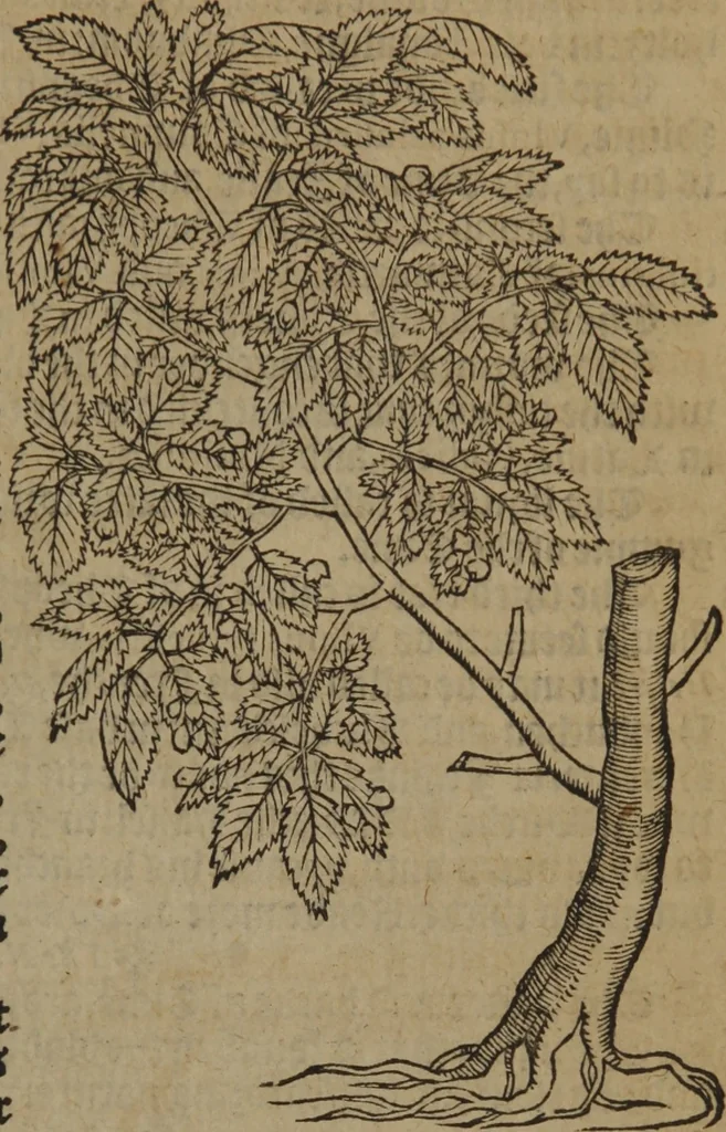 An illustration from A nievve herball, or Historie of plantes : wherein is contayned the whole discourse and perfect description of all sortes of herbes and plantes : their divers & sundry kindes ... and that not onely of those whiche are here growyng in this our countrie of Englande, but of all others also of forrayne realmes commonly used in physicke ; first set foorth in the Doutche or Almaigne tongue, 1578, leaf 778