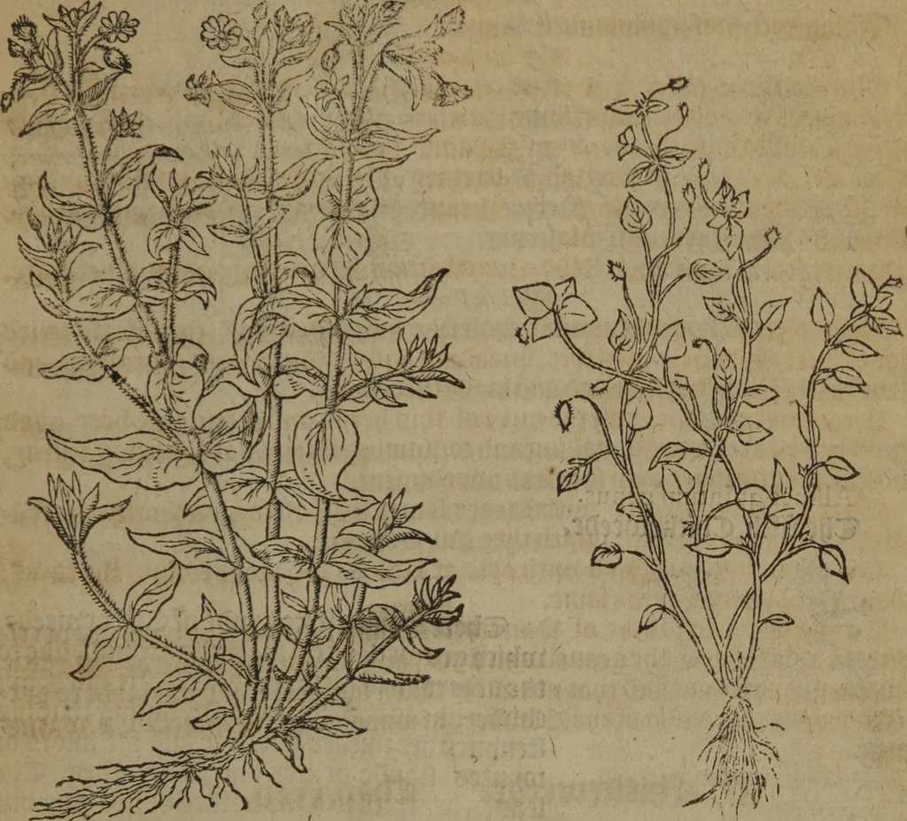 An illustration from A nievve herball, or Historie of plantes : wherein is contayned the whole discourse and perfect description of all sortes of herbes and plantes : their divers & sundry kindes ... and that not onely of those whiche are here growyng in this our countrie of Englande, but of all others also of forrayne realmes commonly used in physicke ; first set foorth in the Doutche or Almaigne tongue, 1578, leaf 78