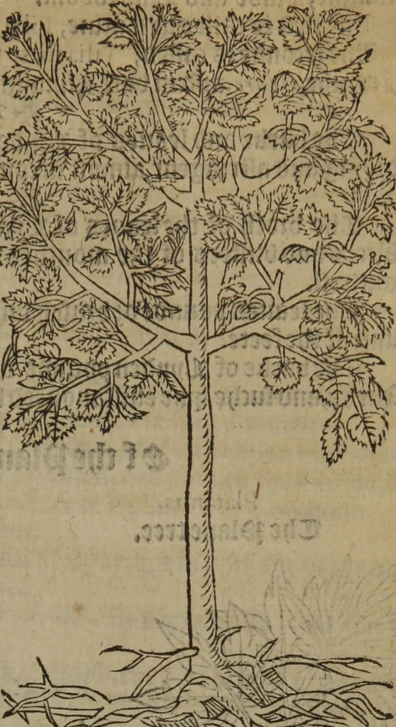 An illustration from A nievve herball, or Historie of plantes : wherein is contayned the whole discourse and perfect description of all sortes of herbes and plantes : their divers & sundry kindes ... and that not onely of those whiche are here growyng in this our countrie of Englande, but of all others also of forrayne realmes commonly used in physicke ; first set foorth in the Doutche or Almaigne tongue, 1578, leaf 780