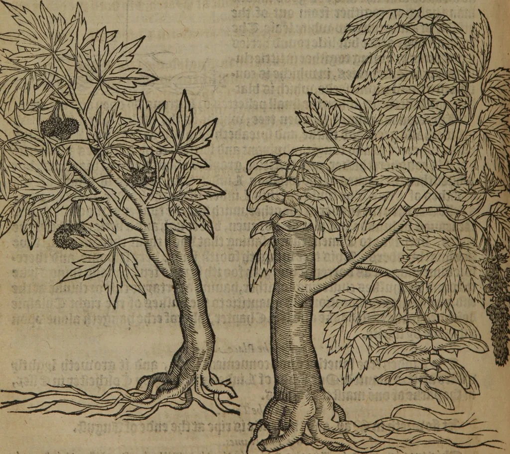 An illustration from A nievve herball, or Historie of plantes : wherein is contayned the whole discourse and perfect description of all sortes of herbes and plantes : their divers & sundry kindes ... and that not onely of those whiche are here growyng in this our countrie of Englande, but of all others also of forrayne realmes commonly used in physicke ; first set foorth in the Doutche or Almaigne tongue, 1578, leaf 781