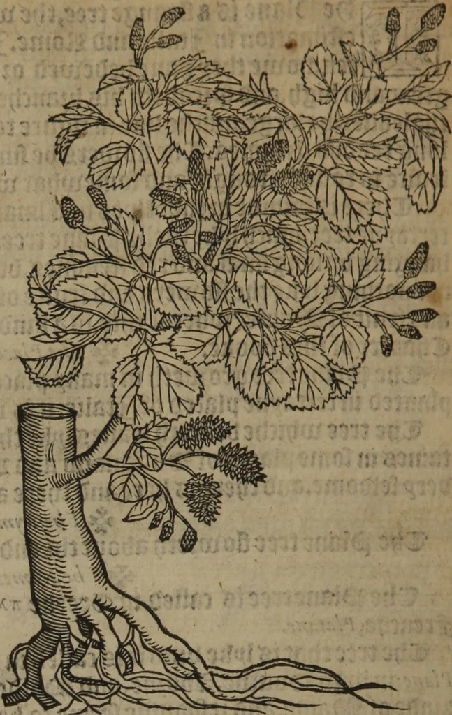 An illustration from A nievve herball, or Historie of plantes : wherein is contayned the whole discourse and perfect description of all sortes of herbes and plantes : their divers & sundry kindes ... and that not onely of those whiche are here growyng in this our countrie of Englande, but of all others also of forrayne realmes commonly used in physicke ; first set foorth in the Doutche or Almaigne tongue, 1578, leaf 783