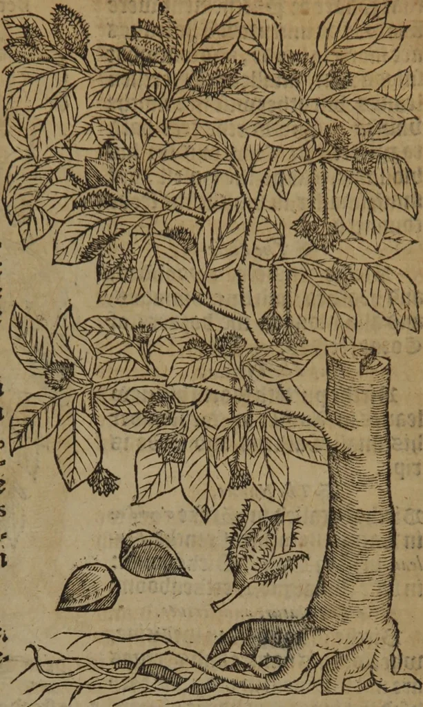 An illustration from A nievve herball, or Historie of plantes : wherein is contayned the whole discourse and perfect description of all sortes of herbes and plantes : their divers & sundry kindes ... and that not onely of those whiche are here growyng in this our countrie of Englande, but of all others also of forrayne realmes commonly used in physicke ; first set foorth in the Doutche or Almaigne tongue, 1578, leaf 784
