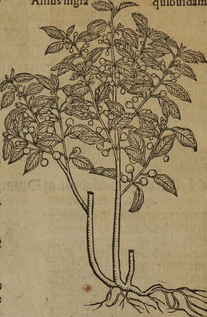 An illustration from A nievve herball, or Historie of plantes : wherein is contayned the whole discourse and perfect description of all sortes of herbes and plantes : their divers & sundry kindes ... and that not onely of those whiche are here growyng in this our countrie of Englande, but of all others also of forrayne realmes commonly used in physicke ; first set foorth in the Doutche or Almaigne tongue, 1578, leaf 786