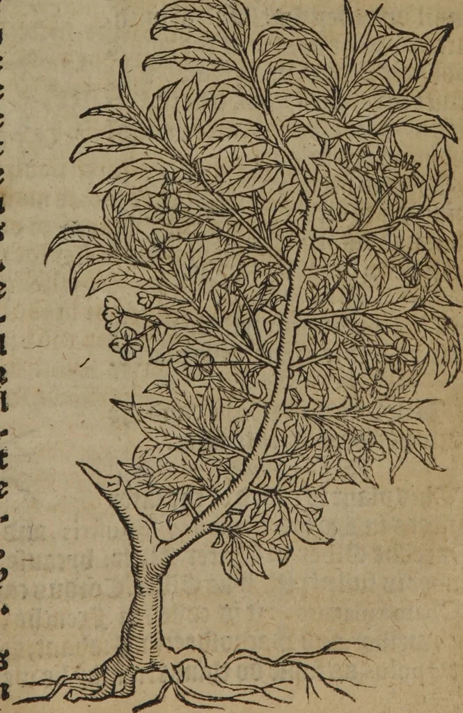 An illustration from A nievve herball, or Historie of plantes : wherein is contayned the whole discourse and perfect description of all sortes of herbes and plantes : their divers & sundry kindes ... and that not onely of those whiche are here growyng in this our countrie of Englande, but of all others also of forrayne realmes commonly used in physicke ; first set foorth in the Doutche or Almaigne tongue, 1578, leaf 786