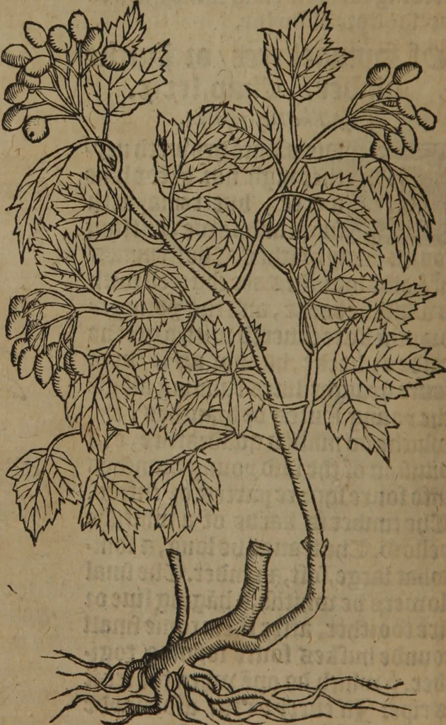 An illustration from A nievve herball, or Historie of plantes : wherein is contayned the whole discourse and perfect description of all sortes of herbes and plantes : their divers & sundry kindes ... and that not onely of those whiche are here growyng in this our countrie of Englande, but of all others also of forrayne realmes commonly used in physicke ; first set foorth in the Doutche or Almaigne tongue, 1578, leaf 787