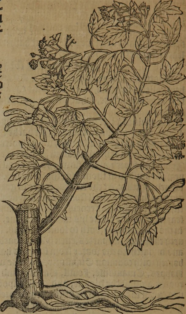 An illustration from A nievve herball, or Historie of plantes : wherein is contayned the whole discourse and perfect description of all sortes of herbes and plantes : their divers & sundry kindes ... and that not onely of those whiche are here growyng in this our countrie of Englande, but of all others also of forrayne realmes commonly used in physicke ; first set foorth in the Doutche or Almaigne tongue, 1578, leaf 789