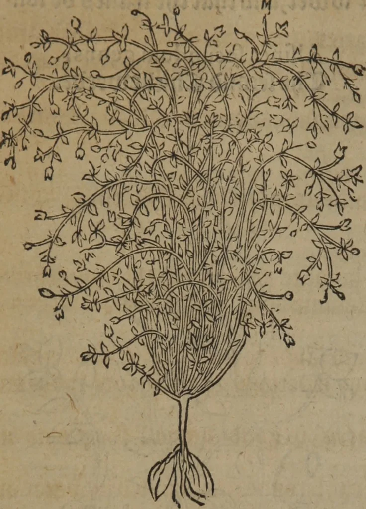 An illustration from A nievve herball, or Historie of plantes : wherein is contayned the whole discourse and perfect description of all sortes of herbes and plantes : their divers & sundry kindes ... and that not onely of those whiche are here growyng in this our countrie of Englande, but of all others also of forrayne realmes commonly used in physicke ; first set foorth in the Doutche or Almaigne tongue, 1578, leaf 79