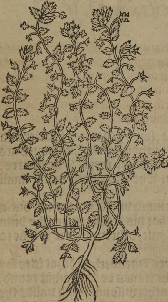 An illustration from A nievve herball, or Historie of plantes : wherein is contayned the whole discourse and perfect description of all sortes of herbes and plantes : their divers & sundry kindes ... and that not onely of those whiche are here growyng in this our countrie of Englande, but of all others also of forrayne realmes commonly used in physicke ; first set foorth in the Doutche or Almaigne tongue, 1578, leaf 79