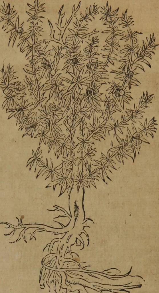An illustration from A nievve herball, or Historie of plantes : wherein is contayned the whole discourse and perfect description of all sortes of herbes and plantes : their divers & sundry kindes ... and that not onely of those whiche are here growyng in this our countrie of Englande, but of all others also of forrayne realmes commonly used in physicke ; first set foorth in the Doutche or Almaigne tongue, 1578, leaf 790