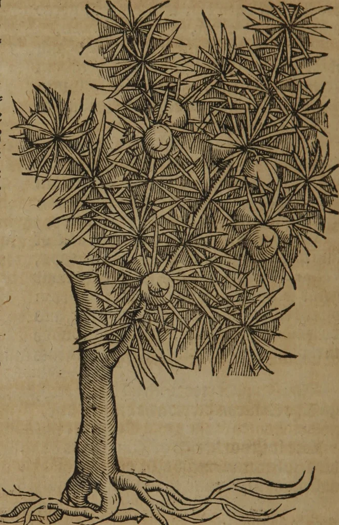 An illustration from A nievve herball, or Historie of plantes : wherein is contayned the whole discourse and perfect description of all sortes of herbes and plantes : their divers & sundry kindes ... and that not onely of those whiche are here growyng in this our countrie of Englande, but of all others also of forrayne realmes commonly used in physicke ; first set foorth in the Doutche or Almaigne tongue, 1578, leaf 791