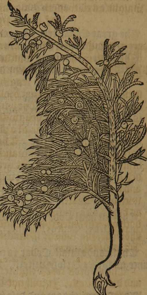 An illustration from A nievve herball, or Historie of plantes : wherein is contayned the whole discourse and perfect description of all sortes of herbes and plantes : their divers & sundry kindes ... and that not onely of those whiche are here growyng in this our countrie of Englande, but of all others also of forrayne realmes commonly used in physicke ; first set foorth in the Doutche or Almaigne tongue, 1578, leaf 793