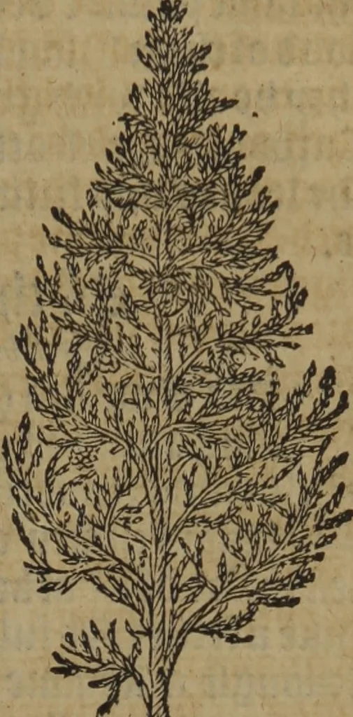 An illustration from A nievve herball, or Historie of plantes : wherein is contayned the whole discourse and perfect description of all sortes of herbes and plantes : their divers & sundry kindes ... and that not onely of those whiche are here growyng in this our countrie of Englande, but of all others also of forrayne realmes commonly used in physicke ; first set foorth in the Doutche or Almaigne tongue, 1578, leaf 794