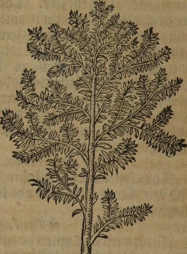 An illustration from A nievve herball, or Historie of plantes : wherein is contayned the whole discourse and perfect description of all sortes of herbes and plantes : their divers & sundry kindes ... and that not onely of those whiche are here growyng in this our countrie of Englande, but of all others also of forrayne realmes commonly used in physicke ; first set foorth in the Doutche or Almaigne tongue, 1578, leaf 795