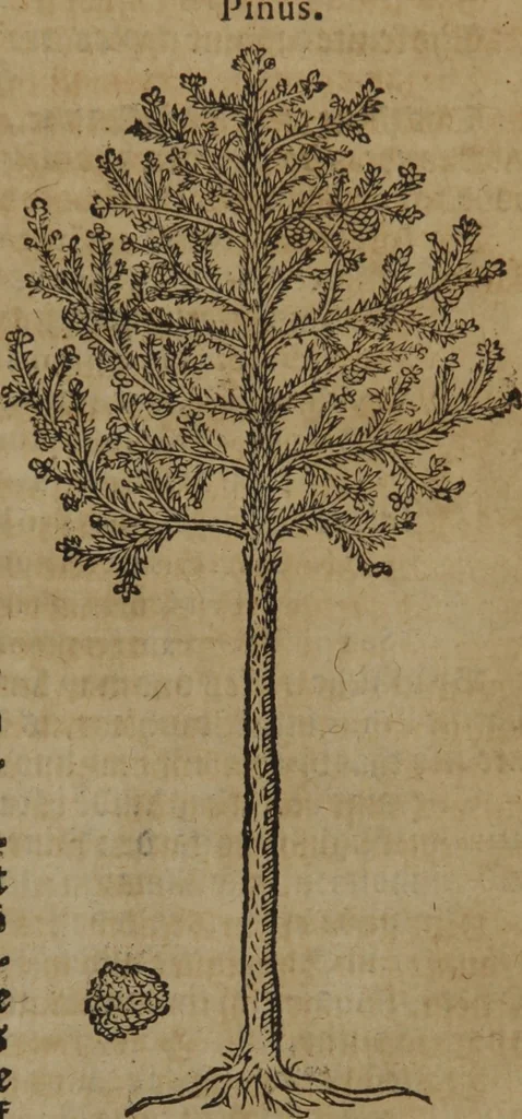 An illustration from A nievve herball, or Historie of plantes : wherein is contayned the whole discourse and perfect description of all sortes of herbes and plantes : their divers & sundry kindes ... and that not onely of those whiche are here growyng in this our countrie of Englande, but of all others also of forrayne realmes commonly used in physicke ; first set foorth in the Doutche or Almaigne tongue, 1578, leaf 796