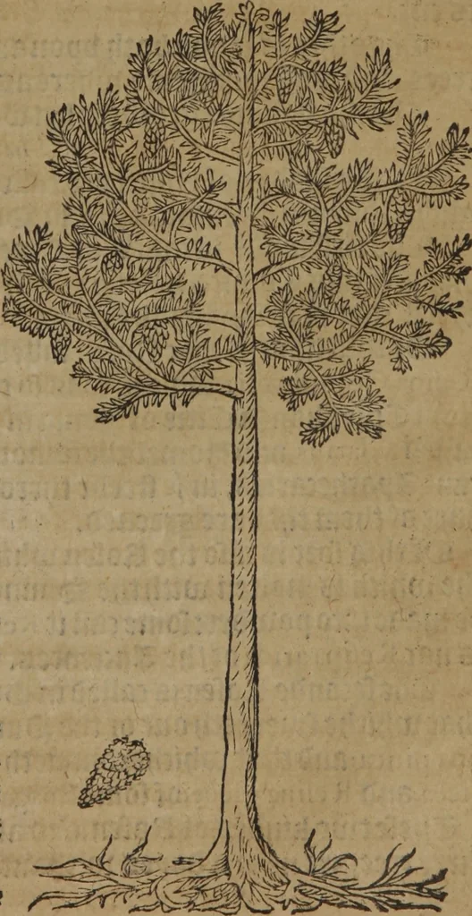 An illustration from A nievve herball, or Historie of plantes : wherein is contayned the whole discourse and perfect description of all sortes of herbes and plantes : their divers & sundry kindes ... and that not onely of those whiche are here growyng in this our countrie of Englande, but of all others also of forrayne realmes commonly used in physicke ; first set foorth in the Doutche or Almaigne tongue, 1578, leaf 798