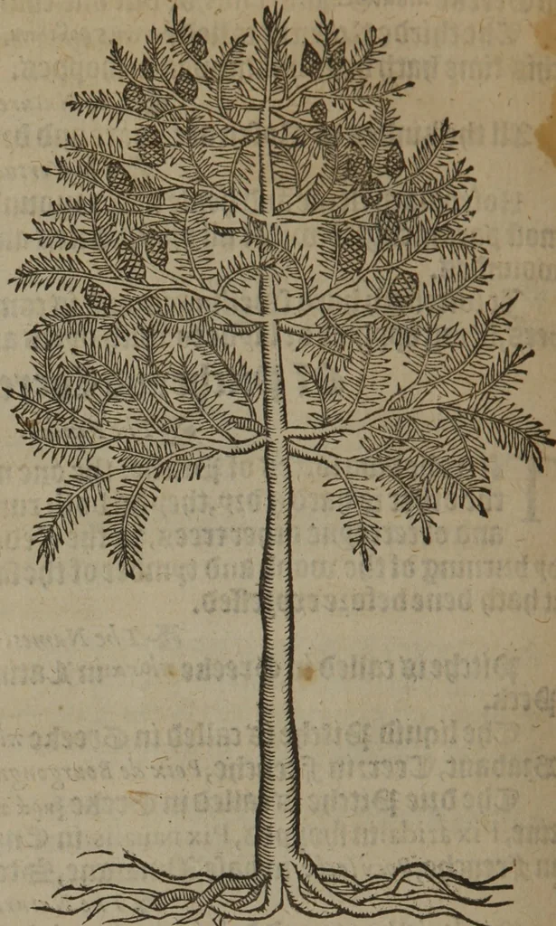 An illustration from A nievve herball, or Historie of plantes : wherein is contayned the whole discourse and perfect description of all sortes of herbes and plantes : their divers & sundry kindes ... and that not onely of those whiche are here growyng in this our countrie of Englande, but of all others also of forrayne realmes commonly used in physicke ; first set foorth in the Doutche or Almaigne tongue, 1578, leaf 801