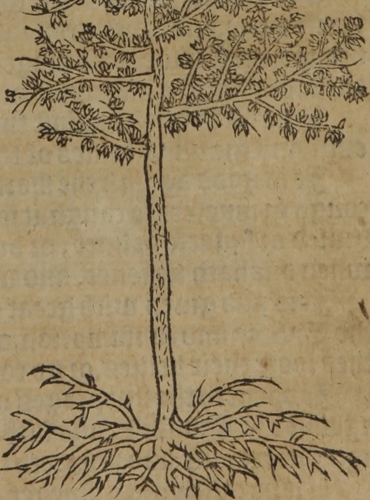 An illustration from A nievve herball, or Historie of plantes : wherein is contayned the whole discourse and perfect description of all sortes of herbes and plantes : their divers & sundry kindes ... and that not onely of those whiche are here growyng in this our countrie of Englande, but of all others also of forrayne realmes commonly used in physicke ; first set foorth in the Doutche or Almaigne tongue, 1578, leaf 802