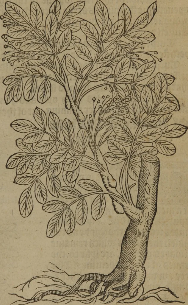 An illustration from A nievve herball, or Historie of plantes : wherein is contayned the whole discourse and perfect description of all sortes of herbes and plantes : their divers & sundry kindes ... and that not onely of those whiche are here growyng in this our countrie of Englande, but of all others also of forrayne realmes commonly used in physicke ; first set foorth in the Doutche or Almaigne tongue, 1578, leaf 804