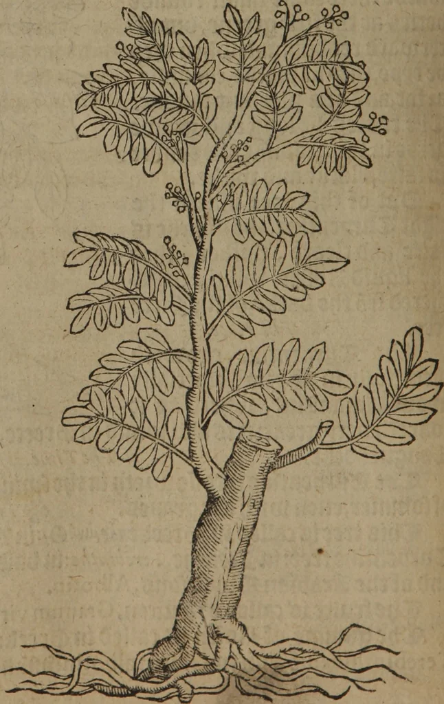 An illustration from A nievve herball, or Historie of plantes : wherein is contayned the whole discourse and perfect description of all sortes of herbes and plantes : their divers & sundry kindes ... and that not onely of those whiche are here growyng in this our countrie of Englande, but of all others also of forrayne realmes commonly used in physicke ; first set foorth in the Doutche or Almaigne tongue, 1578, leaf 805
