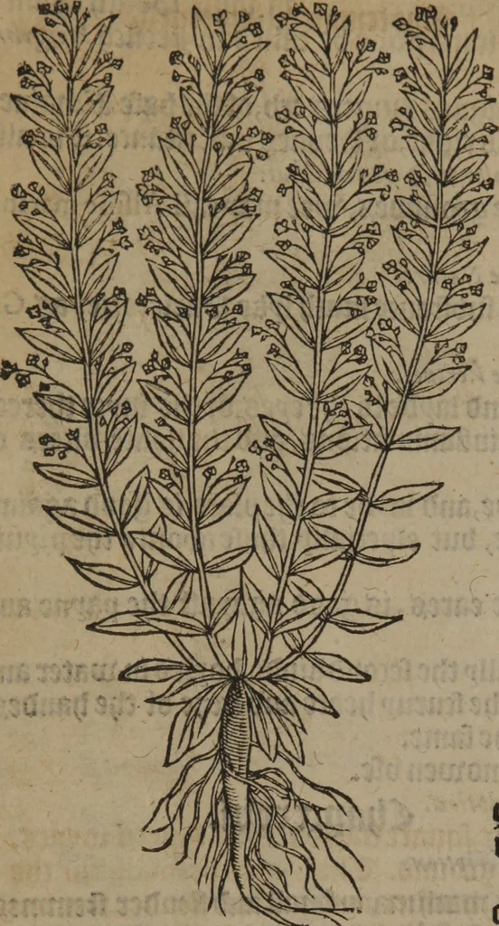 An illustration from A nievve herball, or Historie of plantes : wherein is contayned the whole discourse and perfect description of all sortes of herbes and plantes : their divers & sundry kindes ... and that not onely of those whiche are here growyng in this our countrie of Englande, but of all others also of forrayne realmes commonly used in physicke ; first set foorth in the Doutche or Almaigne tongue, 1578, leaf 81