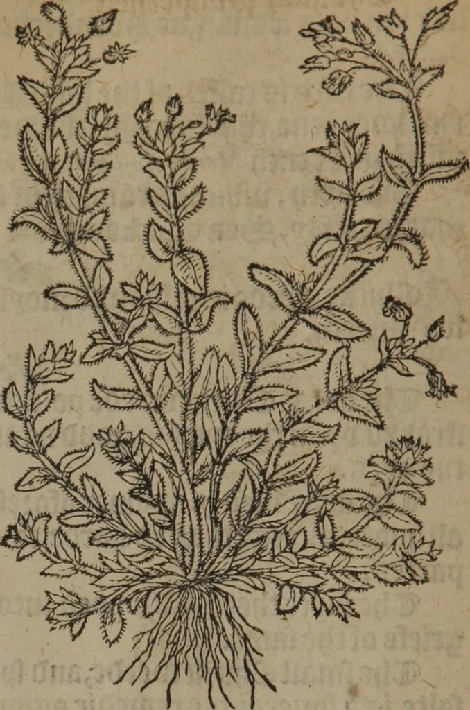 An illustration from A nievve herball, or Historie of plantes : wherein is contayned the whole discourse and perfect description of all sortes of herbes and plantes : their divers & sundry kindes ... and that not onely of those whiche are here growyng in this our countrie of Englande, but of all others also of forrayne realmes commonly used in physicke ; first set foorth in the Doutche or Almaigne tongue, 1578, leaf 81
