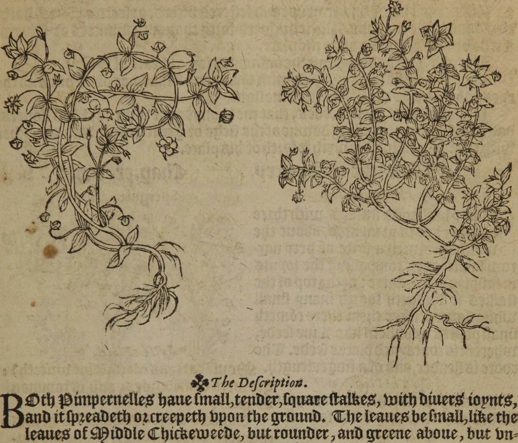 An illustration from A nievve herball, or Historie of plantes : wherein is contayned the whole discourse and perfect description of all sortes of herbes and plantes : their divers & sundry kindes ... and that not onely of those whiche are here growyng in this our countrie of Englande, but of all others also of forrayne realmes commonly used in physicke ; first set foorth in the Doutche or Almaigne tongue, 1578, leaf 82