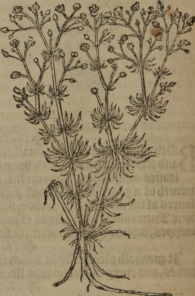 An illustration from A nievve herball, or Historie of plantes : wherein is contayned the whole discourse and perfect description of all sortes of herbes and plantes : their divers & sundry kindes ... and that not onely of those whiche are here growyng in this our countrie of Englande, but of all others also of forrayne realmes commonly used in physicke ; first set foorth in the Doutche or Almaigne tongue, 1578, leaf 83