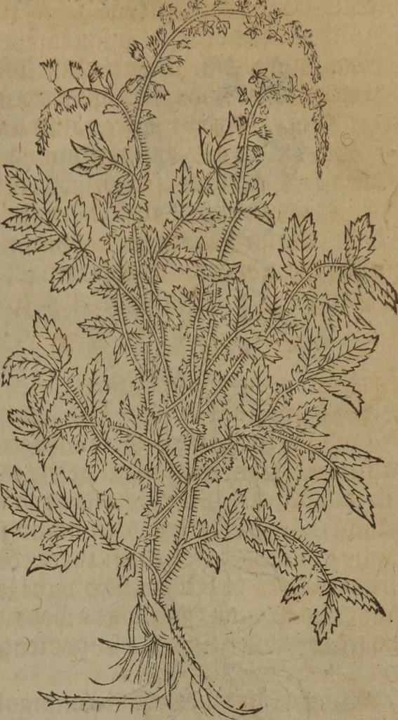 An illustration from A nievve herball, or Historie of plantes : wherein is contayned the whole discourse and perfect description of all sortes of herbes and plantes : their divers & sundry kindes ... and that not onely of those whiche are here growyng in this our countrie of Englande, but of all others also of forrayne realmes commonly used in physicke ; first set foorth in the Doutche or Almaigne tongue, 1578, leaf 84