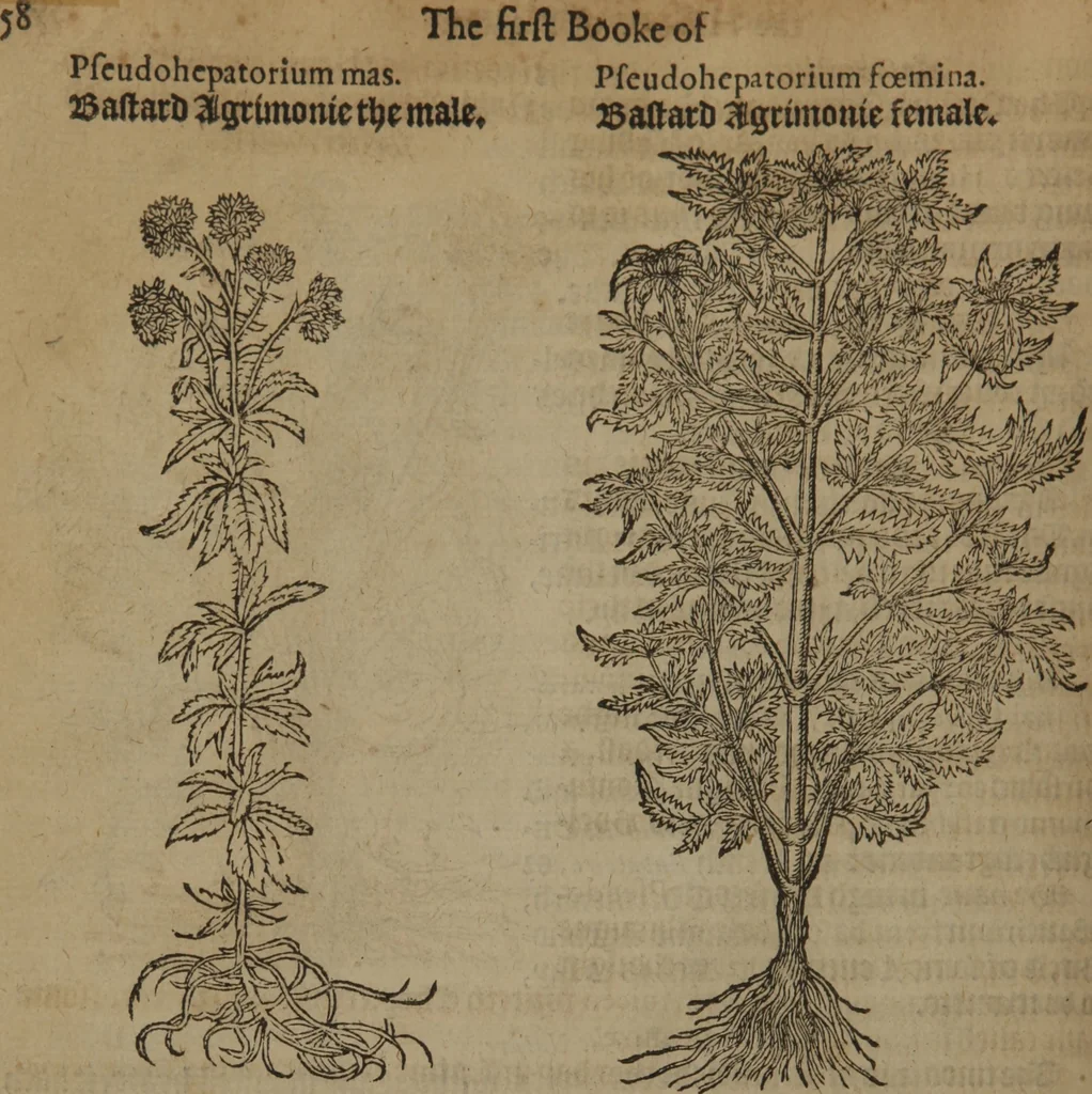 An illustration from A nievve herball, or Historie of plantes : wherein is contayned the whole discourse and perfect description of all sortes of herbes and plantes : their divers & sundry kindes ... and that not onely of those whiche are here growyng in this our countrie of Englande, but of all others also of forrayne realmes commonly used in physicke ; first set foorth in the Doutche or Almaigne tongue, 1578, leaf 85