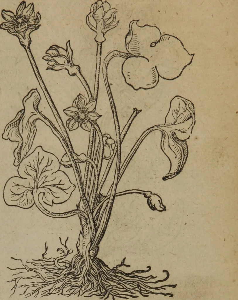 An illustration from A nievve herball, or Historie of plantes : wherein is contayned the whole discourse and perfect description of all sortes of herbes and plantes : their divers & sundry kindes ... and that not onely of those whiche are here growyng in this our countrie of Englande, but of all others also of forrayne realmes commonly used in physicke ; first set foorth in the Doutche or Almaigne tongue, 1578, leaf 86