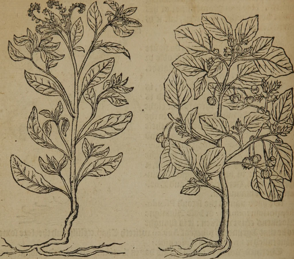 An illustration from A nievve herball, or Historie of plantes : wherein is contayned the whole discourse and perfect description of all sortes of herbes and plantes : their divers & sundry kindes ... and that not onely of those whiche are here growyng in this our countrie of Englande, but of all others also of forrayne realmes commonly used in physicke ; first set foorth in the Doutche or Almaigne tongue, 1578, leaf 87