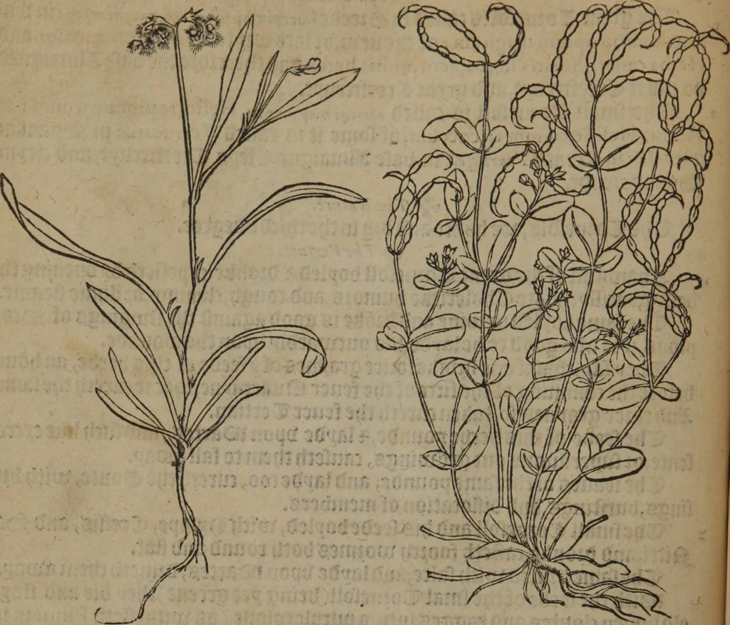 An illustration from A nievve herball, or Historie of plantes : wherein is contayned the whole discourse and perfect description of all sortes of herbes and plantes : their divers & sundry kindes ... and that not onely of those whiche are here growyng in this our countrie of Englande, but of all others also of forrayne realmes commonly used in physicke ; first set foorth in the Doutche or Almaigne tongue, 1578, leaf 89