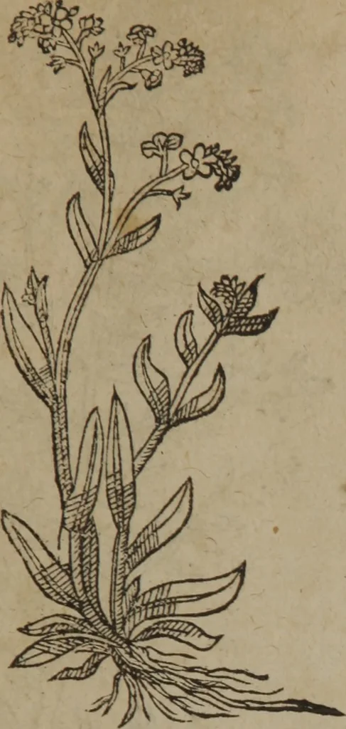 An illustration from A nievve herball, or Historie of plantes : wherein is contayned the whole discourse and perfect description of all sortes of herbes and plantes : their divers & sundry kindes ... and that not onely of those whiche are here growyng in this our countrie of Englande, but of all others also of forrayne realmes commonly used in physicke ; first set foorth in the Doutche or Almaigne tongue, 1578, leaf 90