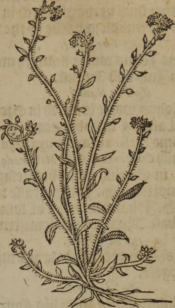 An illustration from A nievve herball, or Historie of plantes : wherein is contayned the whole discourse and perfect description of all sortes of herbes and plantes : their divers & sundry kindes ... and that not onely of those whiche are here growyng in this our countrie of Englande, but of all others also of forrayne realmes commonly used in physicke ; first set foorth in the Doutche or Almaigne tongue, 1578, leaf 90