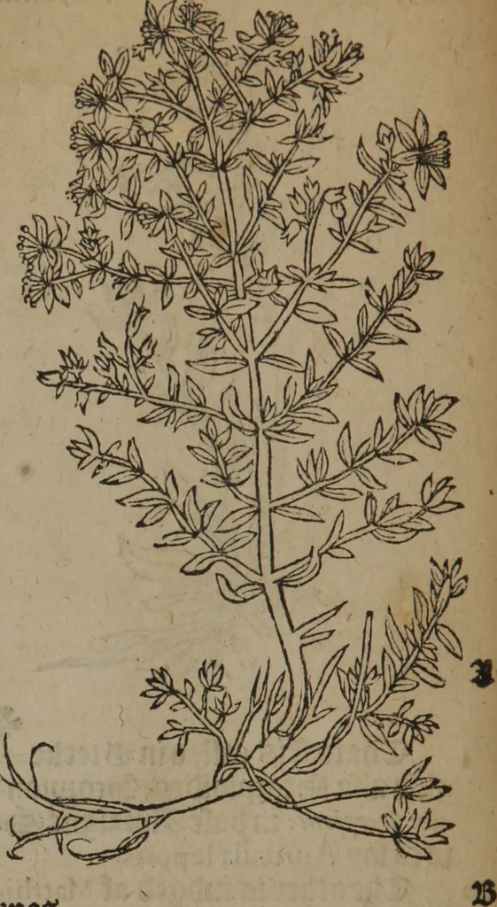An illustration from A nievve herball, or Historie of plantes : wherein is contayned the whole discourse and perfect description of all sortes of herbes and plantes : their divers & sundry kindes ... and that not onely of those whiche are here growyng in this our countrie of Englande, but of all others also of forrayne realmes commonly used in physicke ; first set foorth in the Doutche or Almaigne tongue, 1578, leaf 91