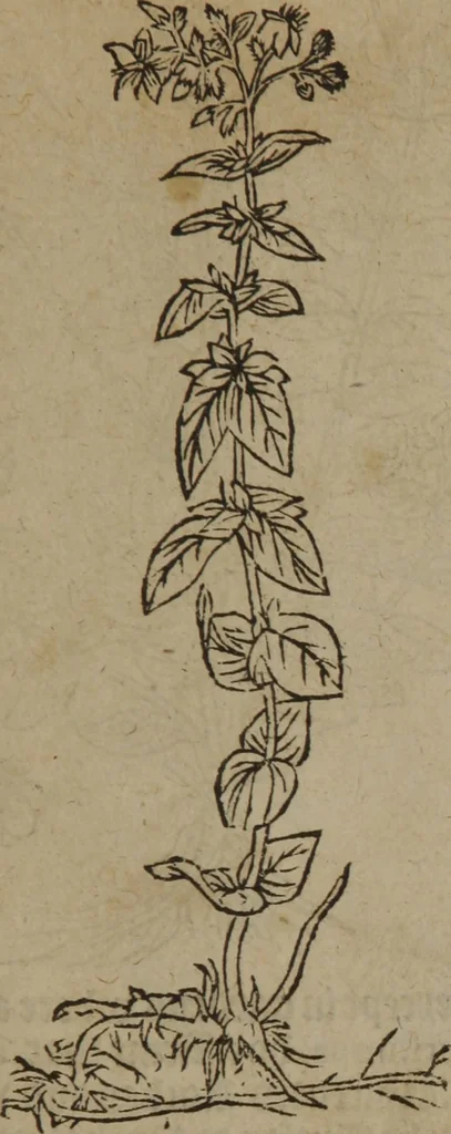 An illustration from A nievve herball, or Historie of plantes : wherein is contayned the whole discourse and perfect description of all sortes of herbes and plantes : their divers & sundry kindes ... and that not onely of those whiche are here growyng in this our countrie of Englande, but of all others also of forrayne realmes commonly used in physicke ; first set foorth in the Doutche or Almaigne tongue, 1578, leaf 92