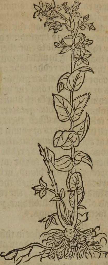 An illustration from A nievve herball, or Historie of plantes : wherein is contayned the whole discourse and perfect description of all sortes of herbes and plantes : their divers & sundry kindes ... and that not onely of those whiche are here growyng in this our countrie of Englande, but of all others also of forrayne realmes commonly used in physicke ; first set foorth in the Doutche or Almaigne tongue, 1578, leaf 92