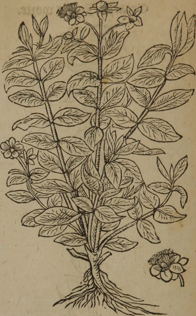 An illustration from A nievve herball, or Historie of plantes : wherein is contayned the whole discourse and perfect description of all sortes of herbes and plantes : their divers & sundry kindes ... and that not onely of those whiche are here growyng in this our countrie of Englande, but of all others also of forrayne realmes commonly used in physicke ; first set foorth in the Doutche or Almaigne tongue, 1578, leaf 93