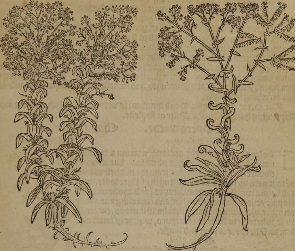 An illustration from A nievve herball, or Historie of plantes : wherein is contayned the whole discourse and perfect description of all sortes of herbes and plantes : their divers & sundry kindes ... and that not onely of those whiche are here growyng in this our countrie of Englande, but of all others also of forrayne realmes commonly used in physicke ; first set foorth in the Doutche or Almaigne tongue, 1578, leaf 94