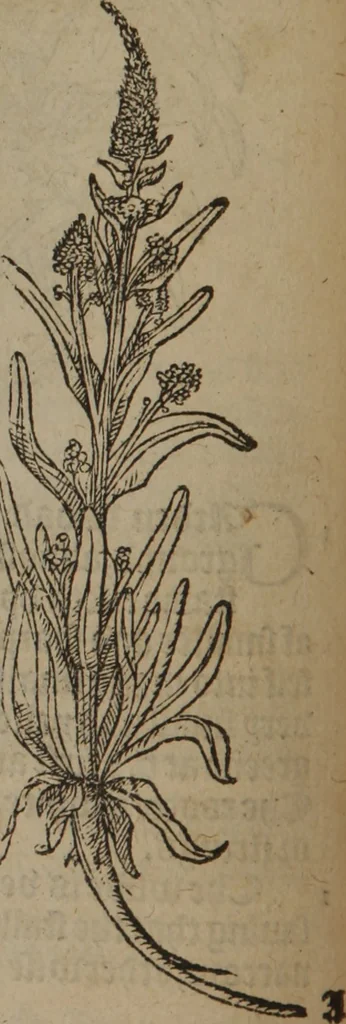 An illustration from A nievve herball, or Historie of plantes : wherein is contayned the whole discourse and perfect description of all sortes of herbes and plantes : their divers & sundry kindes ... and that not onely of those whiche are here growyng in this our countrie of Englande, but of all others also of forrayne realmes commonly used in physicke ; first set foorth in the Doutche or Almaigne tongue, 1578, leaf 95