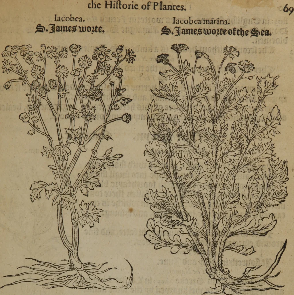 An illustration from A nievve herball, or Historie of plantes : wherein is contayned the whole discourse and perfect description of all sortes of herbes and plantes : their divers & sundry kindes ... and that not onely of those whiche are here growyng in this our countrie of Englande, but of all others also of forrayne realmes commonly used in physicke ; first set foorth in the Doutche or Almaigne tongue, 1578, leaf 96
