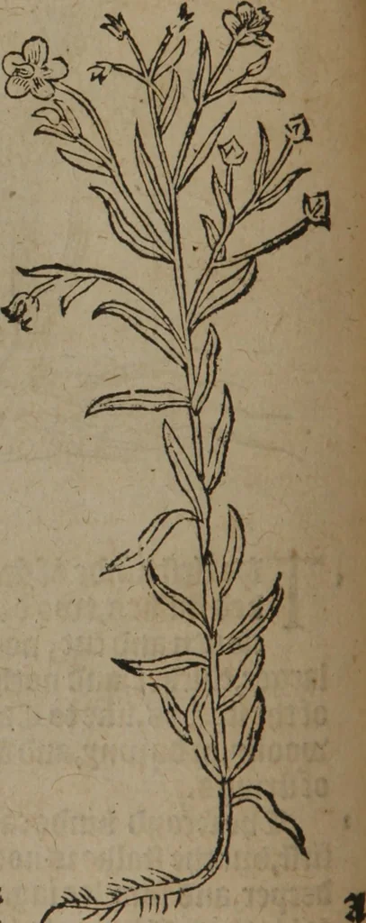 An illustration from A nievve herball, or Historie of plantes : wherein is contayned the whole discourse and perfect description of all sortes of herbes and plantes : their divers & sundry kindes ... and that not onely of those whiche are here growyng in this our countrie of Englande, but of all others also of forrayne realmes commonly used in physicke ; first set foorth in the Doutche or Almaigne tongue, 1578, leaf 97
