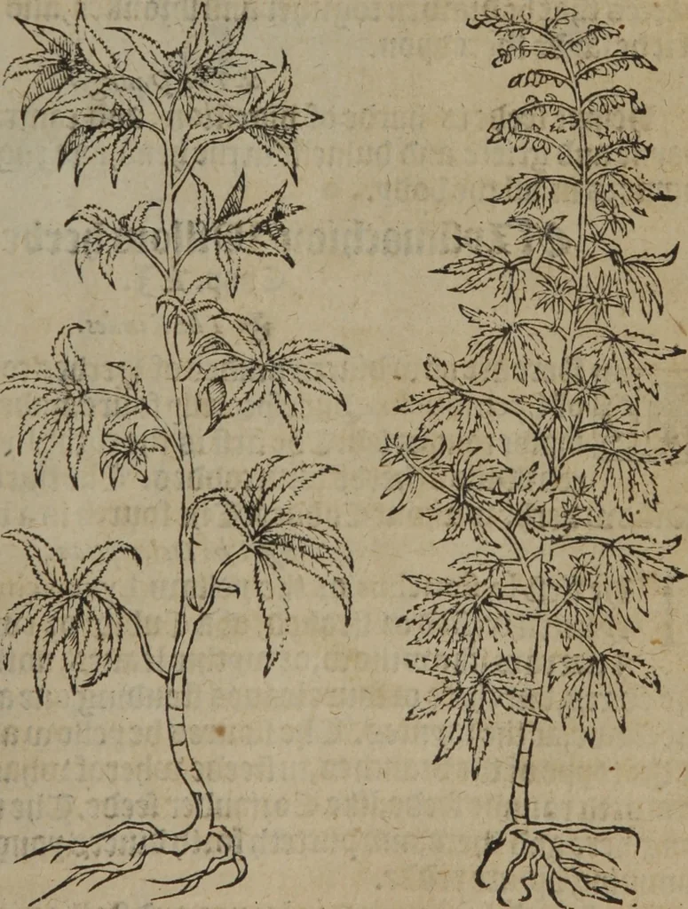 An illustration from A nievve herball, or Historie of plantes : wherein is contayned the whole discourse and perfect description of all sortes of herbes and plantes : their divers & sundry kindes ... and that not onely of those whiche are here growyng in this our countrie of Englande, but of all others also of forrayne realmes commonly used in physicke ; first set foorth in the Doutche or Almaigne tongue, 1578, leaf 98