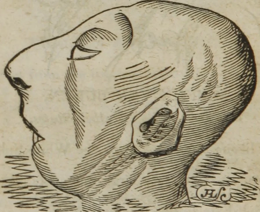 An illustration from Manual of phrenology, or The physiology of the human brain : embracing a full description of the phrenological organs, their exact location, and the peculiarities of character produced by their various degrees of development and combination, 1839, leaf 155