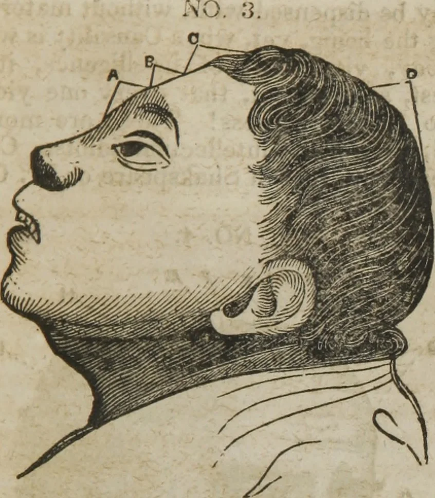 An illustration from Manual of phrenology, or The physiology of the human brain : embracing a full description of the phrenological organs, their exact location, and the peculiarities of character produced by their various degrees of development and combination, 1839, leaf 156