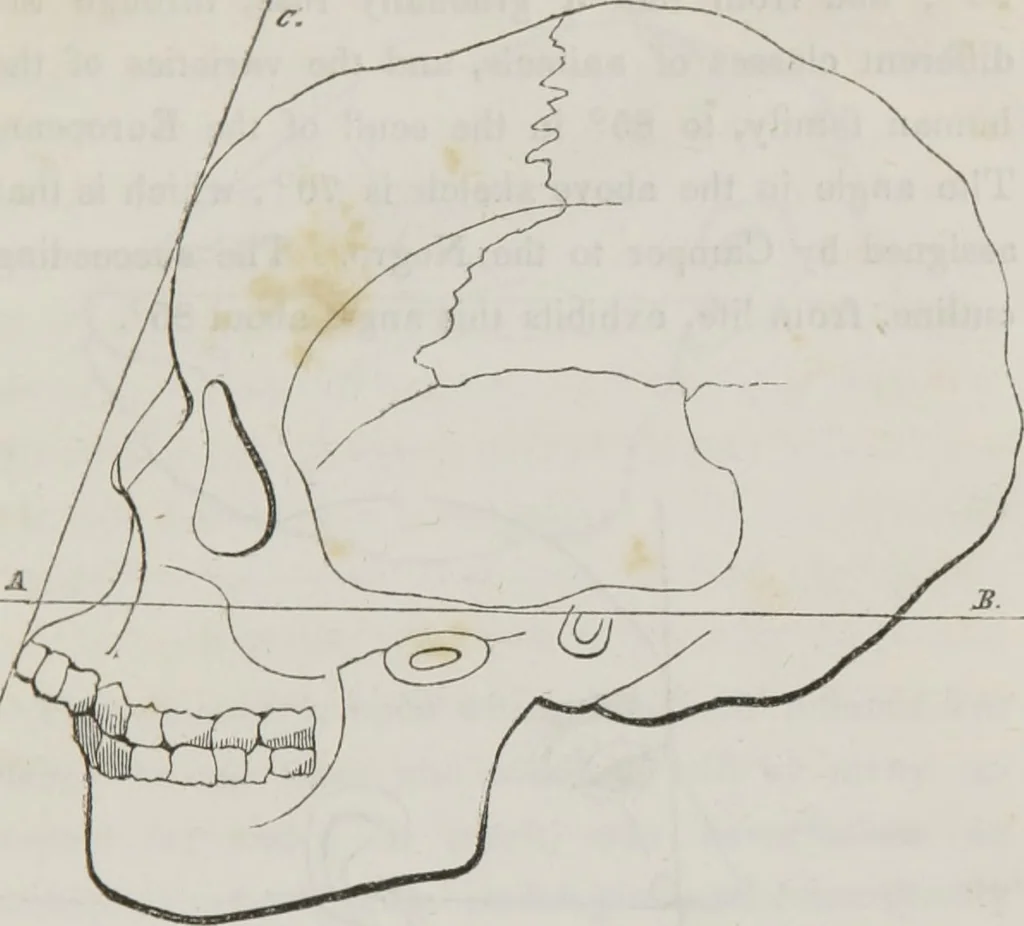 An illustration from History and progress of phrenology : (read before the Western Phrenological Society, at Buffalo), 1839, leaf 26