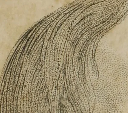 An illustration from The pocket Lavater, or, The science of physiognomy : to which is added, an inquiry into the analogy existing between brute and human physiognomy, from the Italian of Porta : embellished with 44 copperplate heads, 1817, leaf 147
