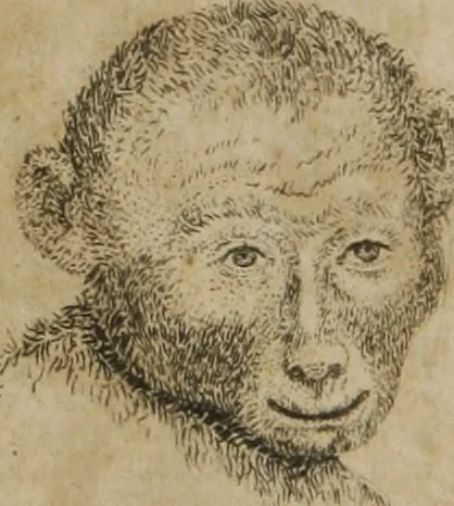 An illustration from The pocket Lavater, or, The science of physiognomy : to which is added, an inquiry into the analogy existing between brute and human physiognomy, from the Italian of Porta : embellished with 44 copperplate heads, 1817, leaf 189