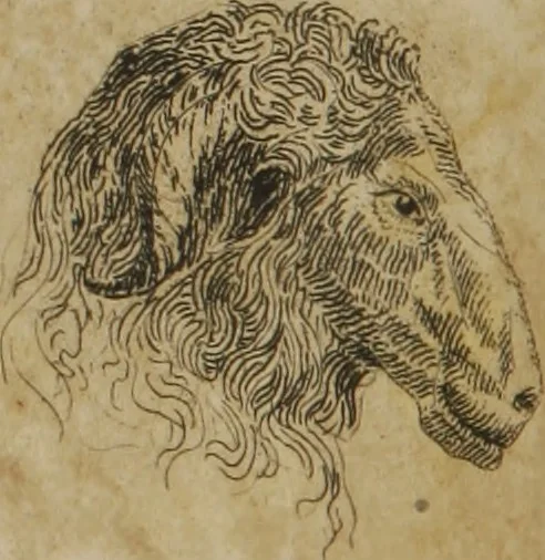 An illustration from The pocket Lavater, or, The science of physiognomy : to which is added, an inquiry into the analogy existing between brute and human physiognomy, from the Italian of Porta : embellished with 44 copperplate heads, 1817, leaf 197